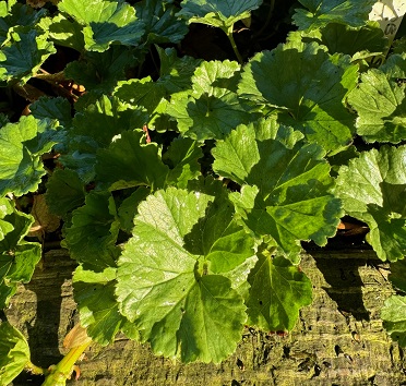 Gunnera magellanica
